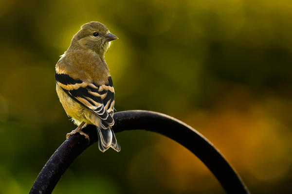 American Goldfinch Photograph