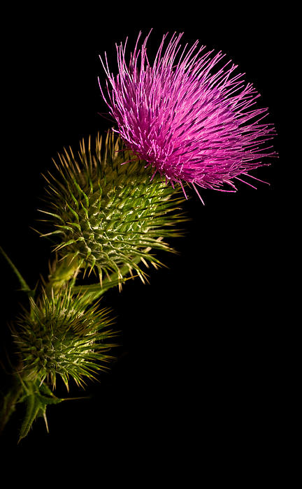 Canada Thistle Photograph