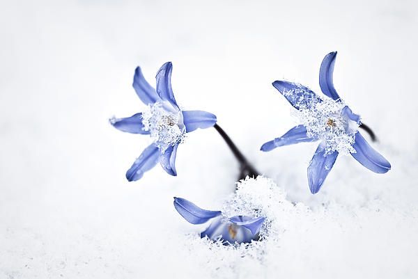 Chionodoxa - Glory of the Snow Photograph