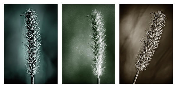 Grass Seedhead-White Triptych Photograph