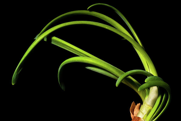 Onion Greens Photograph
