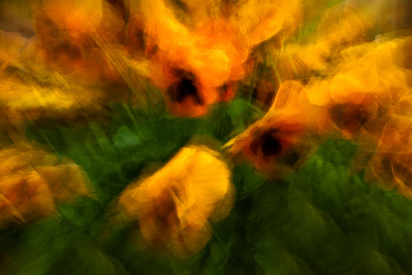 Pansies Photograph
