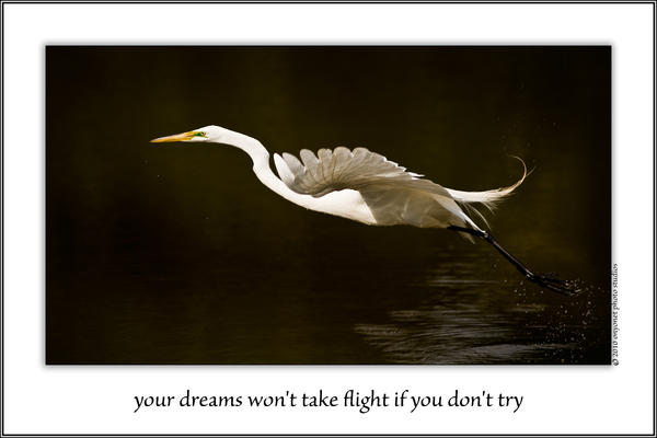 Take Flight Photograph