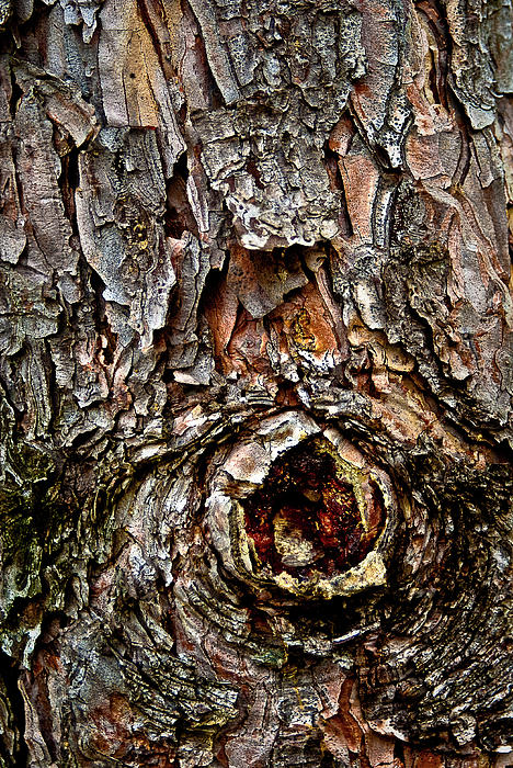 Tree Bark with Knothole Photograph