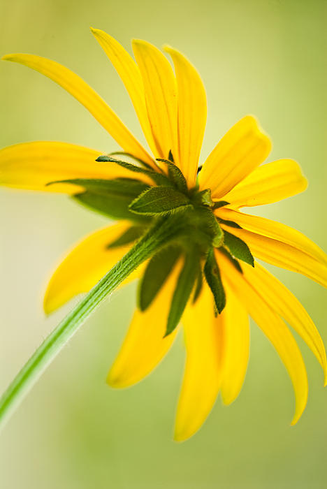 Under a Black-eyed Susan Photograph