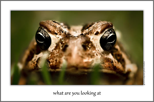 What Are You Looking At Photograph
