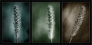 Poster / Fine Art Print Poster / Fine Art Print