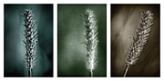 Poster / Fine Art Print Poster / Fine Art Print
