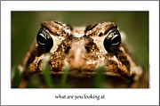 Poster / Fine Art Print